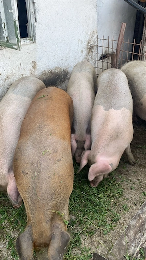 Porci de vânzare Marele alb  - imagine 3