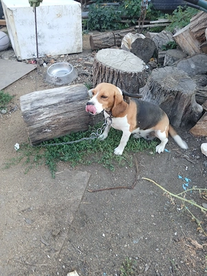 cățelușa  rasă  beagle