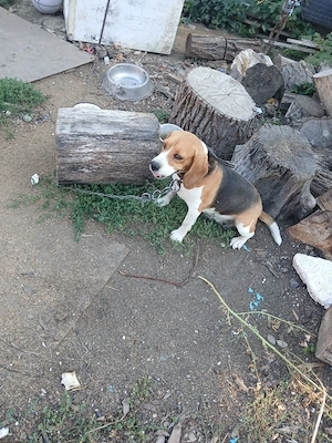 cățelușa  rasă  beagle - imagine 2