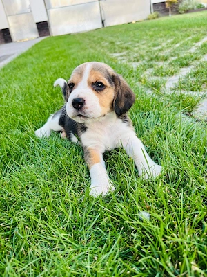  Cățeluși Beagle  Oradea 