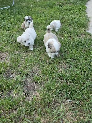 pui bichon maltez mini - imagine 4