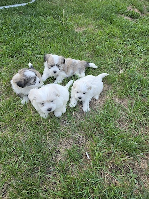 pui bichon maltez mini