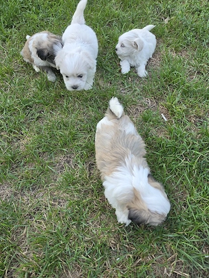 pui bichon maltez mini - imagine 3