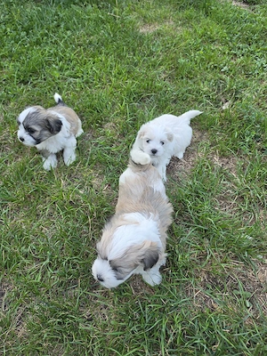 pui bichon maltez mini - imagine 2