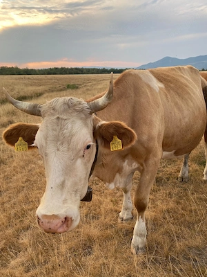 Vaca de vanzare 