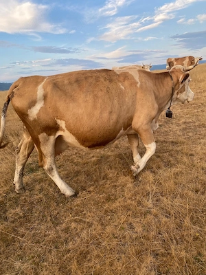 Vaca de vanzare  - imagine 3