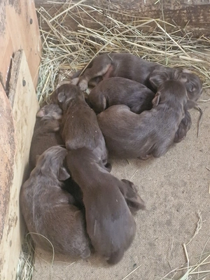 Catei jagd terrier cauta casa noua