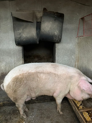 Porc de vanzare 