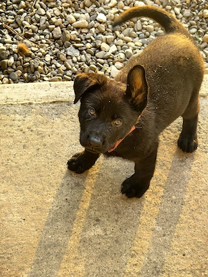 Ciobanesc german Alsacian (NEGRU)