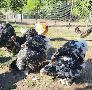 Cochinchina Uriaș Bobat