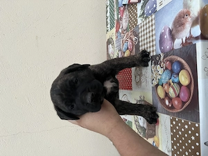 Caței presa Canario  - imagine 4