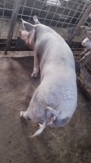 Porci pietrean pentru sacrificat - imagine 3