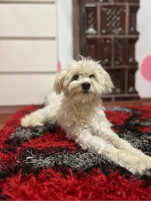 Bichon Maltez de vânzare