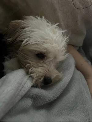 Bichon Maltez de vânzare - imagine 2