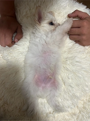 Bichon Maltez de vânzare - imagine 4