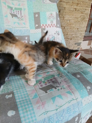 Adoptii pui de pusica - imagine 5