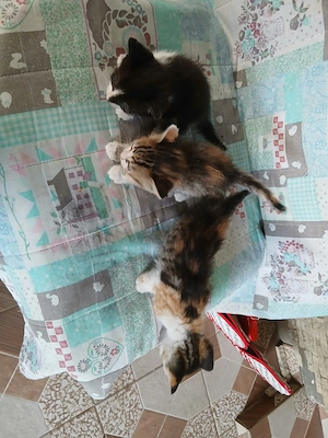 Adoptii pui de pusica - imagine 3