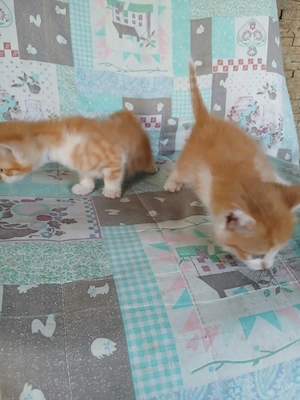 Adoptii pui de pusica - imagine 2