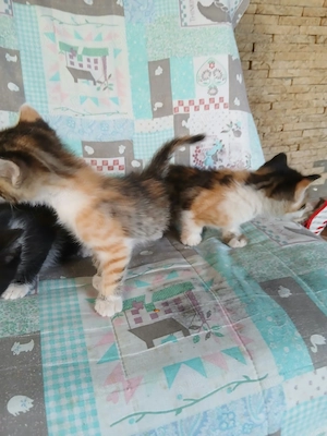 Adoptii pui de pusica - imagine 4