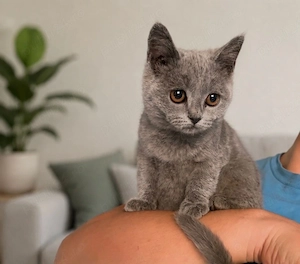 British Shorthair Blue