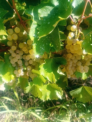 Vând struguri albi pt vin