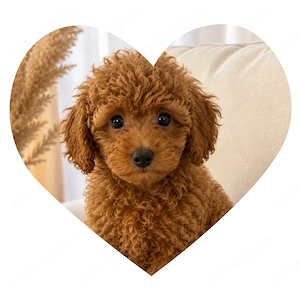 Poodle toy femela   pudel toy