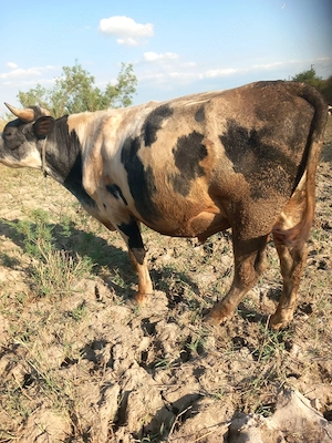 vind taur de 1000 kg pret 25 lei per kg  albastru belgian virsta de doi ani si opt luni.din vacile m - imagine 2