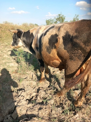 vind taur de 1000 kg pret 25 lei per kg  albastru belgian virsta de doi ani si opt luni.din vacile m - imagine 3