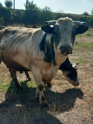 vind un taur  rasa albastru  belgian in virsta de doi ani si opt luni - imagine 3