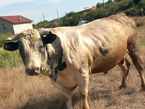 vind un taur  rasa albastru  belgian in virsta de doi ani si opt luni - imagine 2