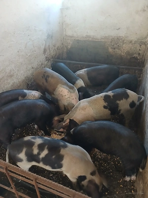 Soldani Bazna de Vanzare!