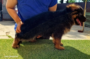 Mascul Ciobanesc German cu par lung  - imagine 2