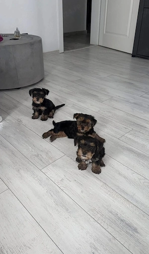 Yorkshire terrier 