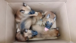 Pui ciobanesc belgian malinois originali - imagine 4