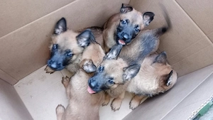 Pui ciobanesc belgian malinois originali - imagine 3