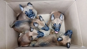Pui ciobanesc belgian malinois originali - imagine 2