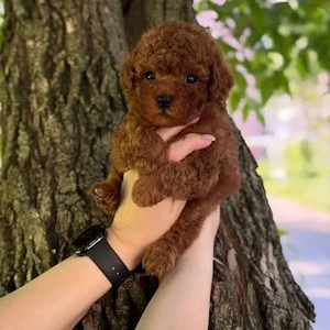 Pudel Poodle Toy Mini roșcat de excepție de vânzare   Genotip și fenotip deosebit | 8 săptămâni