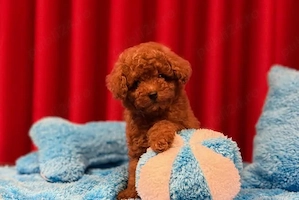Pui Pudel Poodle Toy Mini Red de vânzare   Calitate deosebită
