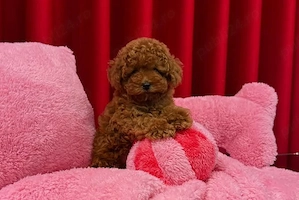 Pudel Poodle Toy Mini roșcat de vânzare   Companion pentru orice familie