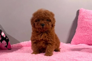 Pudel Poodle Toy Mini roșcat de vânzare   Companion pentru orice familie - imagine 2