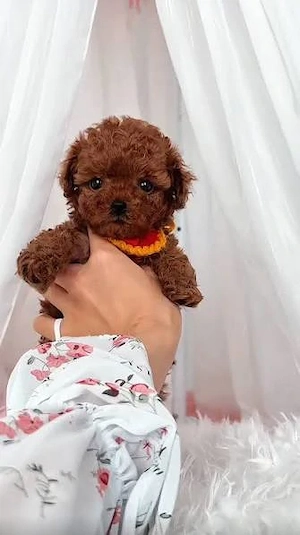 Pudel Poodle Toy Mini Red de vânzare   Exemplar elegant - imagine 2