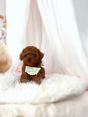 De vanzare Pudel Poodle Toy Mini roșcat de vânzare   Blană roșcată intensă - imagine 2