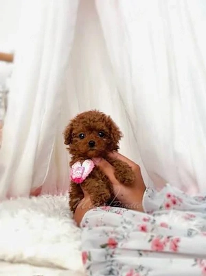De vanzare Pudel Poodle Toy Mini roșcat de vânzare   Blană roșcată intensă
