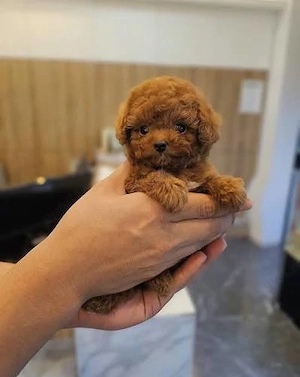 Pudel Poodle Toy Mini roșcat de vânzare   Linie valoroasă, aspect deosebit - imagine 3