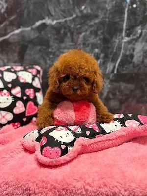 Pui Pudel Poodle Toy Mini Red de vânzare   Crescut în familie - imagine 2