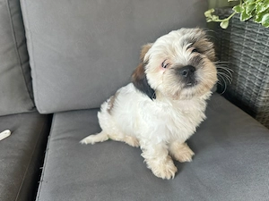 Catelusi pufosi Shih Tzu - imagine 2