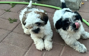 Catelusi pufosi Shih Tzu