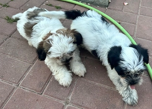 Catelusi pufosi Shih Tzu - imagine 3