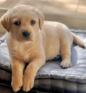 Labrador golden 