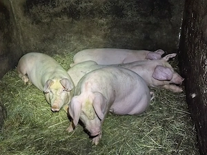 Vand șoldani au în jur de 30 35 kg 